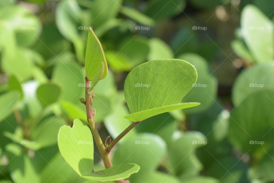 Tropical beach plant called goat's foot (Ipomoea pescaprae)