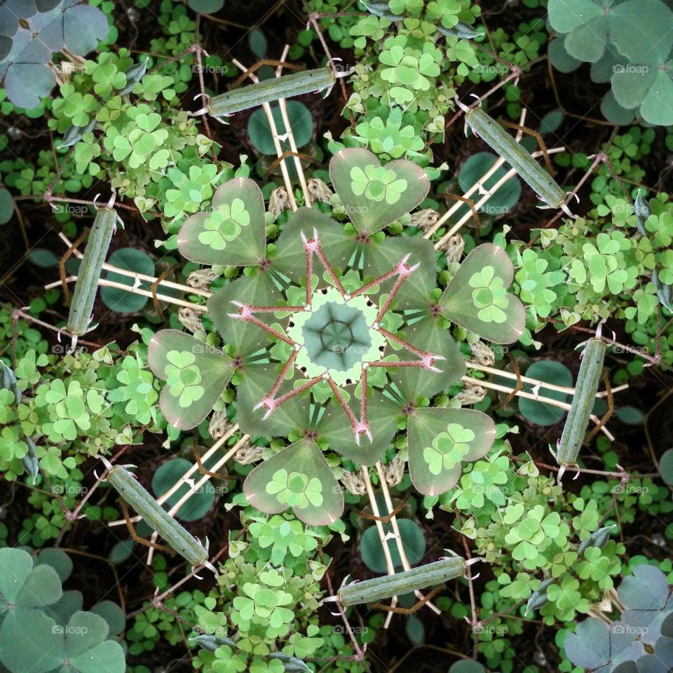 clover mandala 6