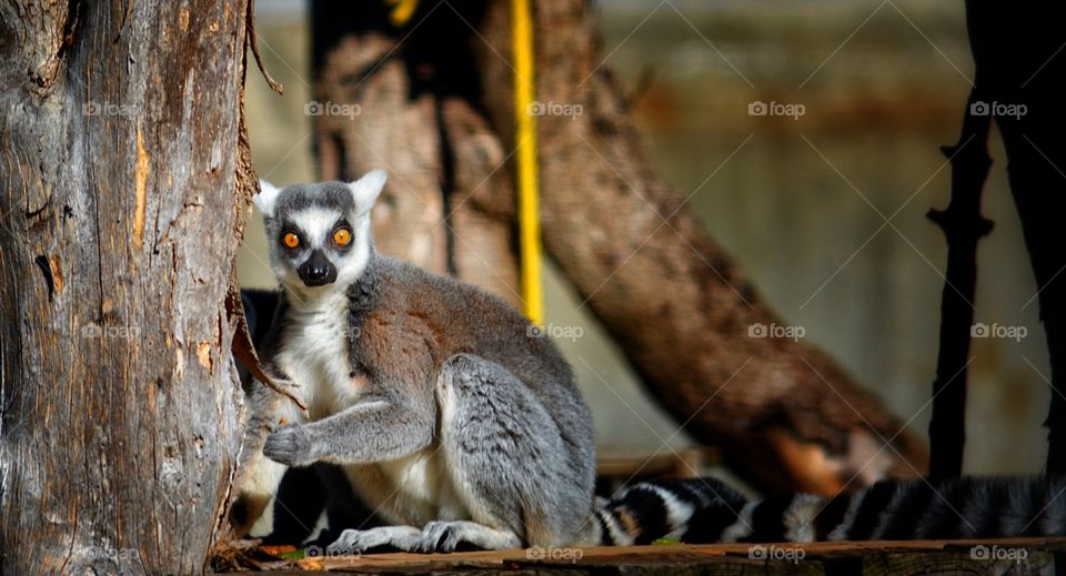 Ring tailed Lemur