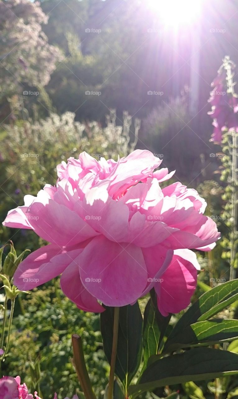 Pink peony in sunlight