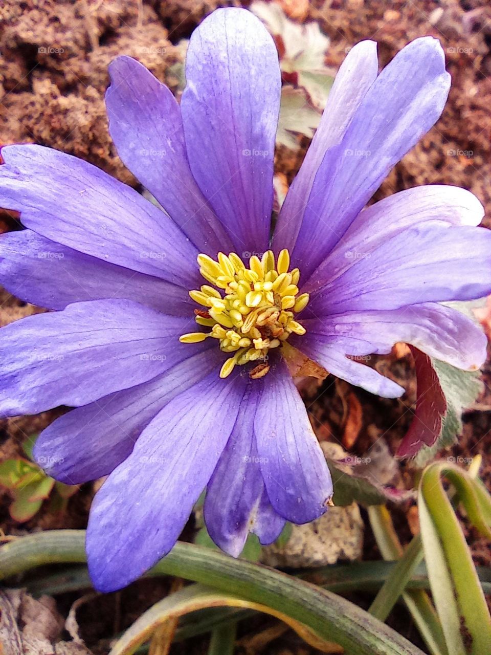 Spring is coming in purple. First flower in the garden.