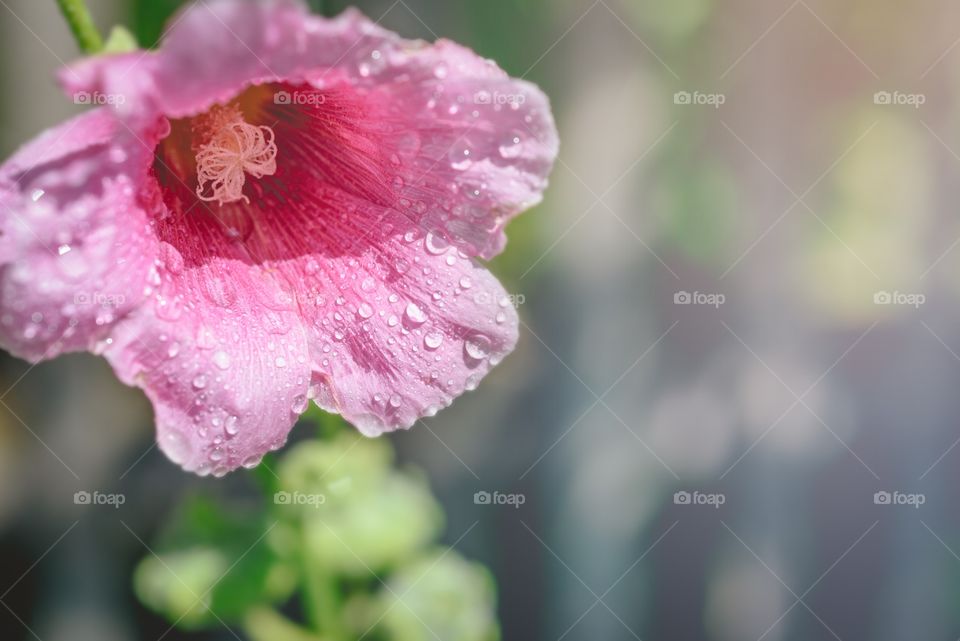 A mallow flower close-up.