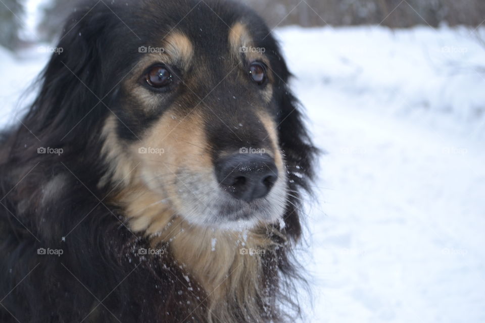 Dog in Winter forest
