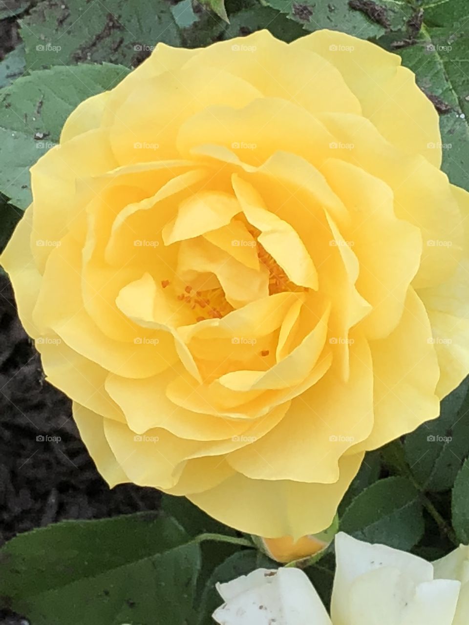 A beautiful yellow rose taken from the rose garden in Colonial Park in Somerset, NJ. 