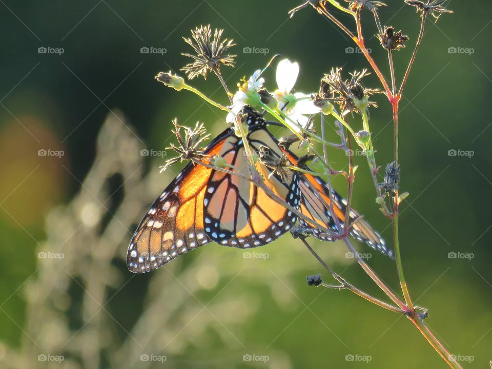 Monarch
