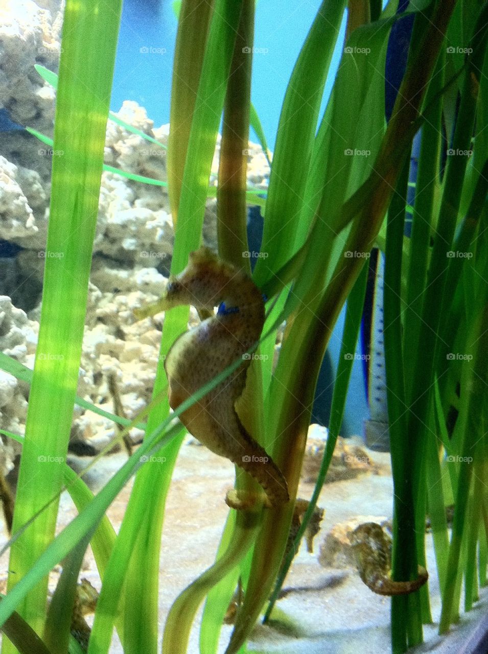 Seahorse 