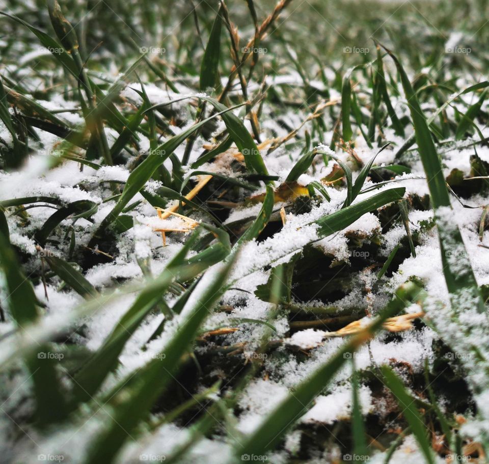 greenary in winter snow