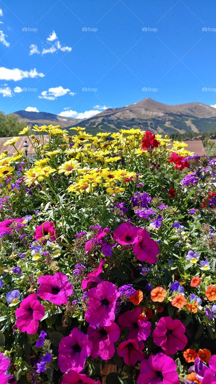 An explosion of color from the sea of flowers beneath the Colorado blue sky and nearby mountains on a glorious summer day.