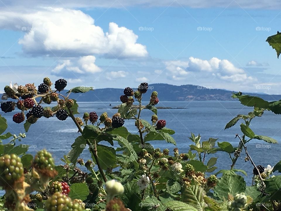 Close-up of blackberry by the coast