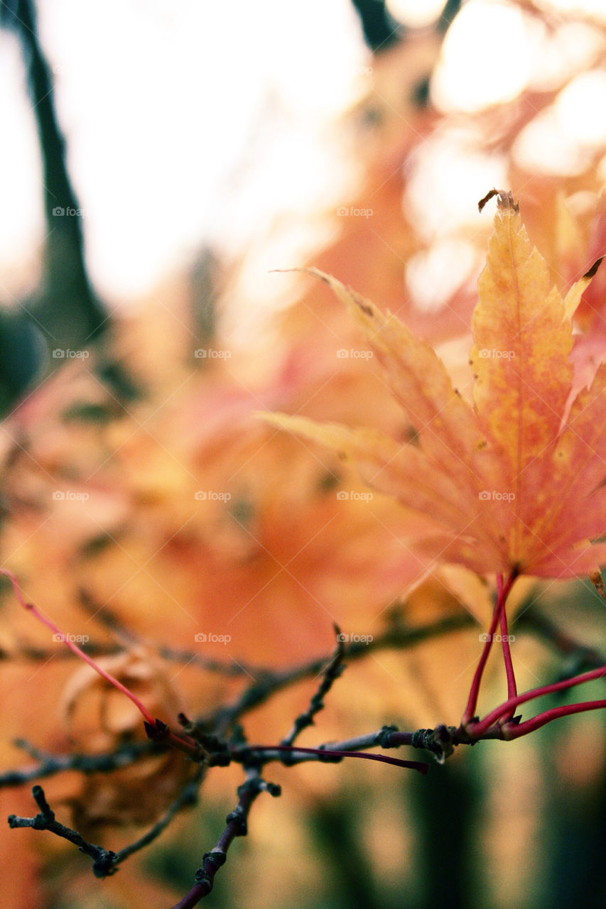Autumn leaves