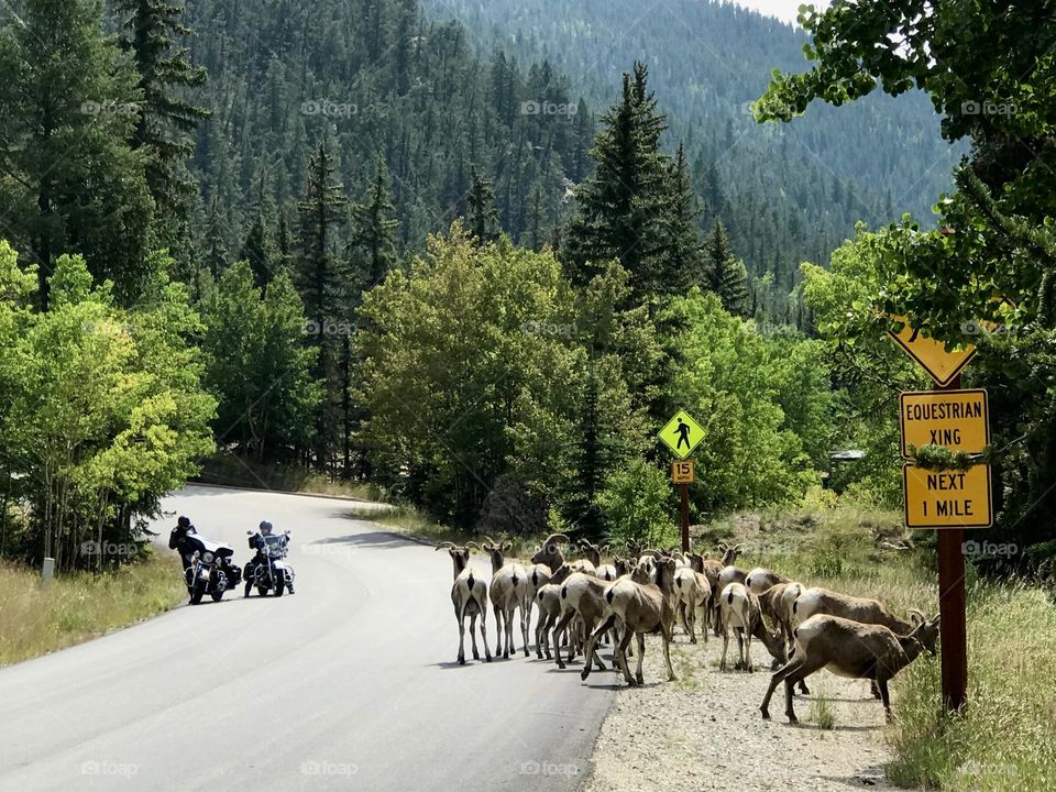 Wildlife big horn sheep crossing the mountain road 