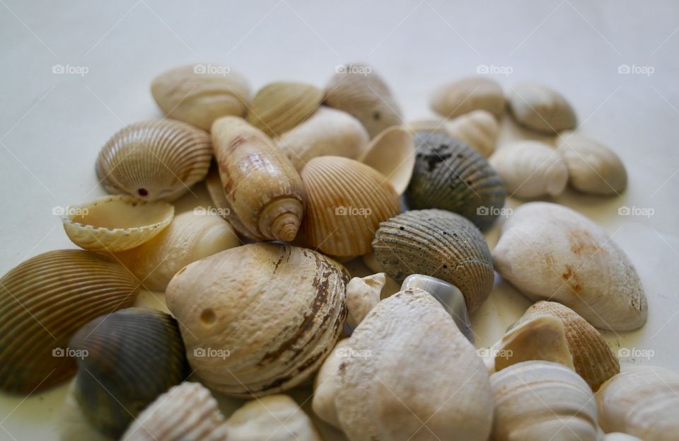 Seashells 