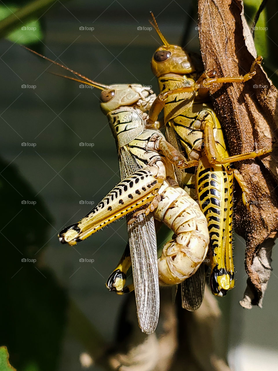 Close up of two grasshoppers mating