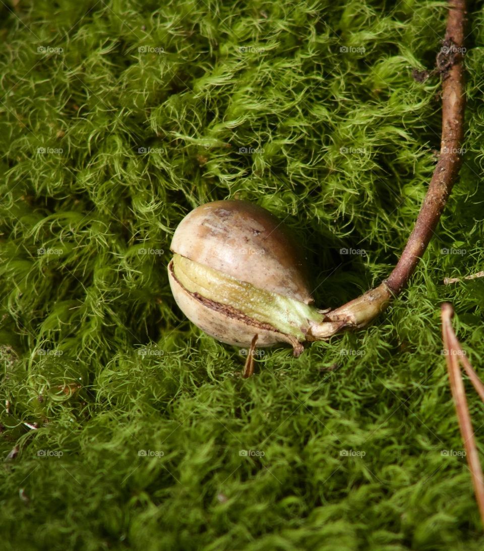 Seed sprouting on a mossy bed