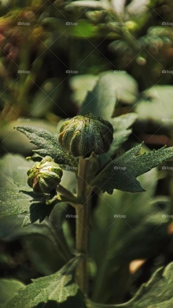 Macro photo of green grass growing in the garden