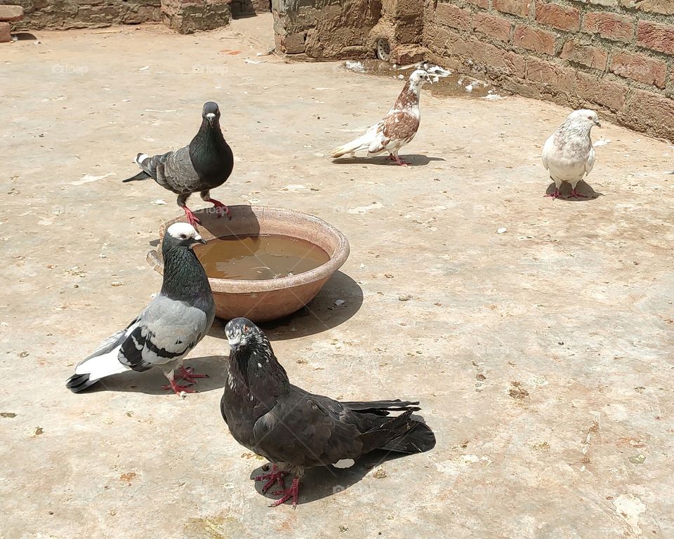 colourful pigeon