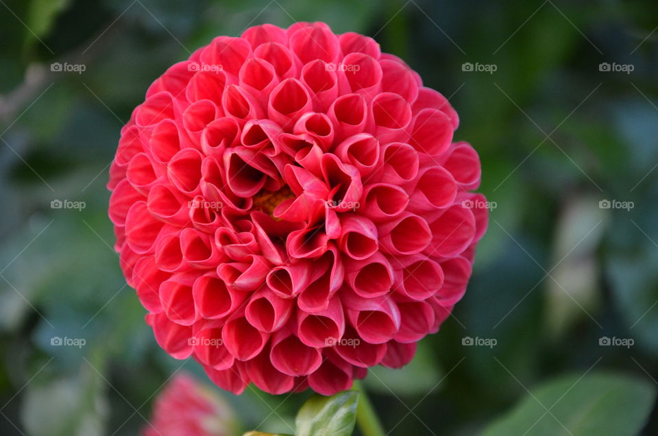 beautiful red flower with beautiful shapes, an architectural perfection of nature