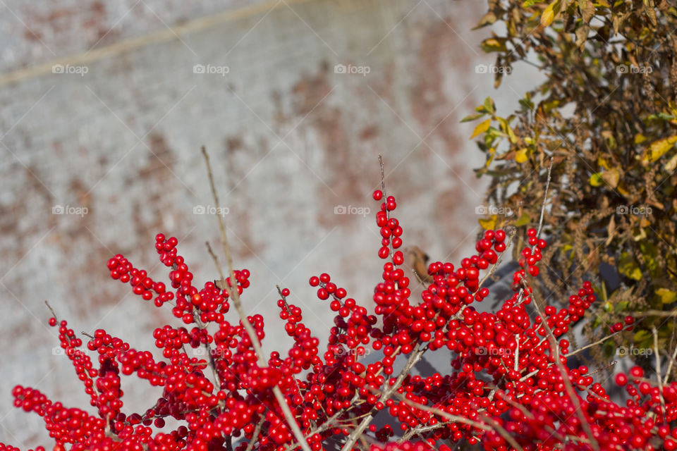 Highline Holly berries
