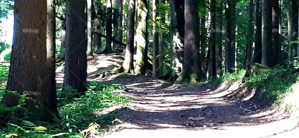 Shadows under the trees