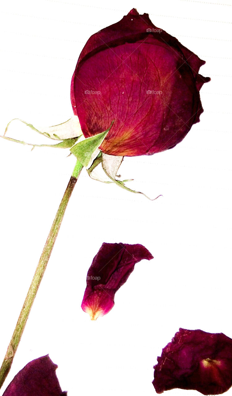 Beautiful Dried red rose and petals on white background.