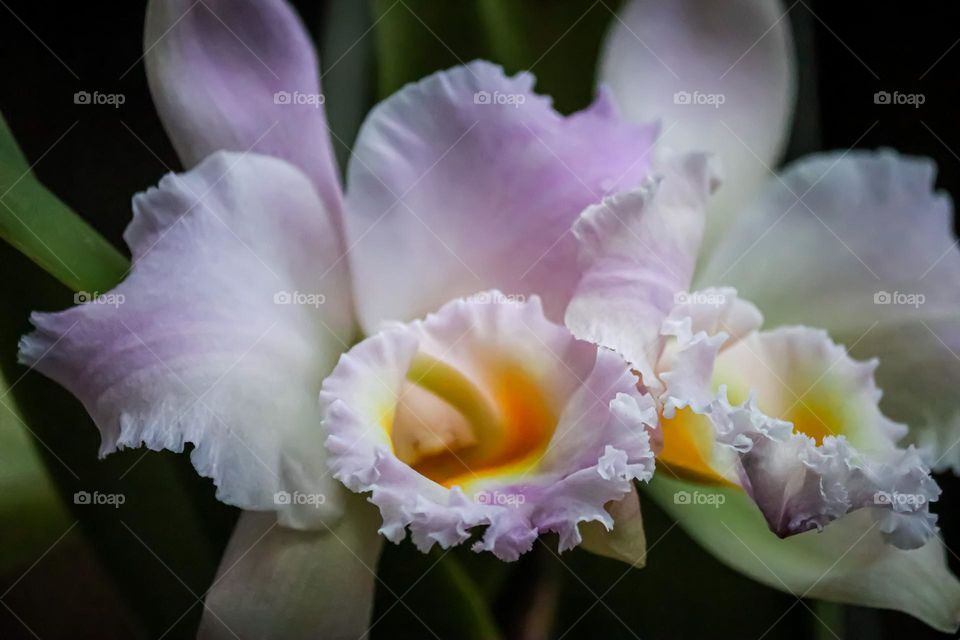 Close up view of a blooming orchid petals with soft pastel colours 