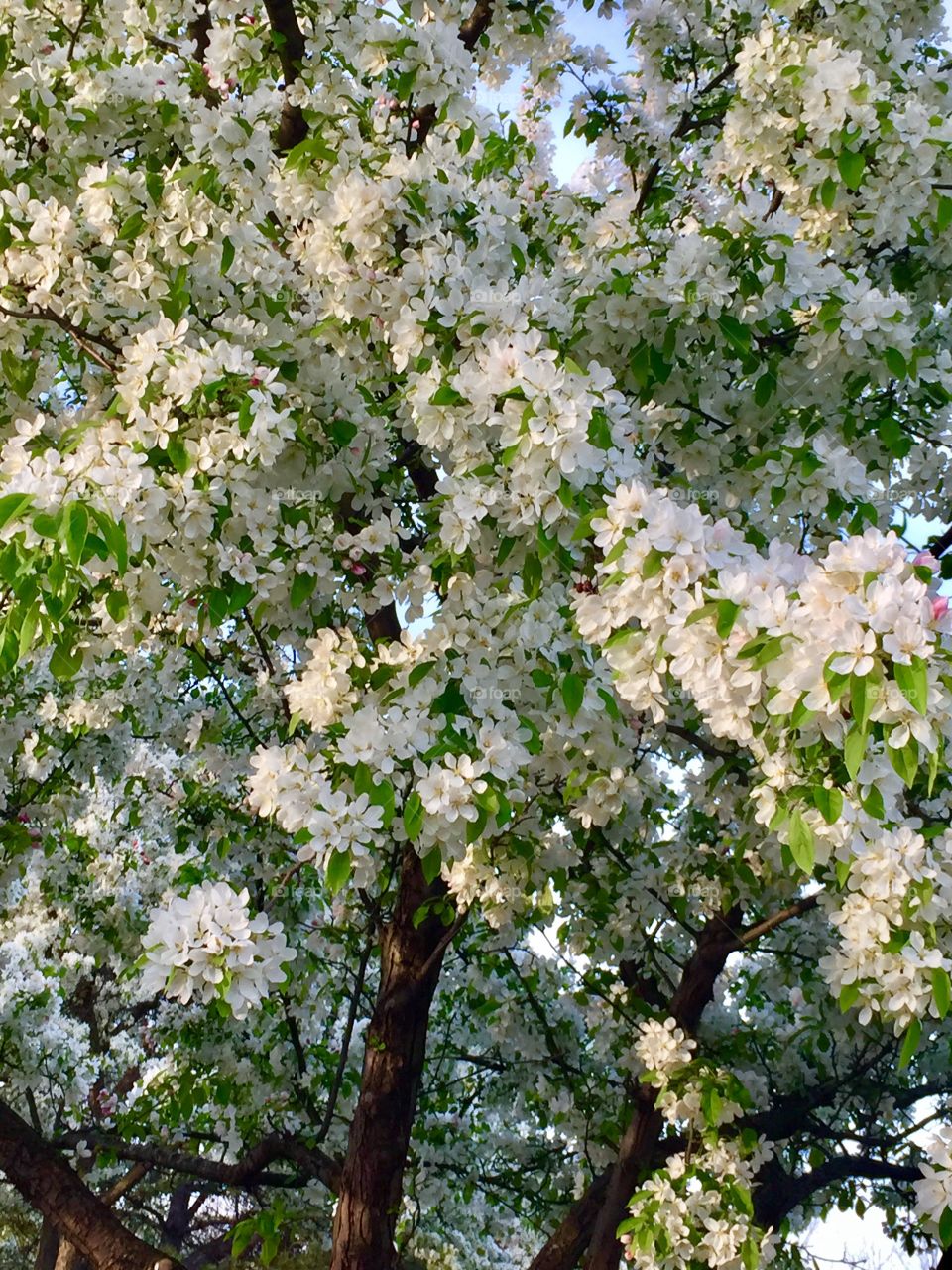 Spring blooming tree
