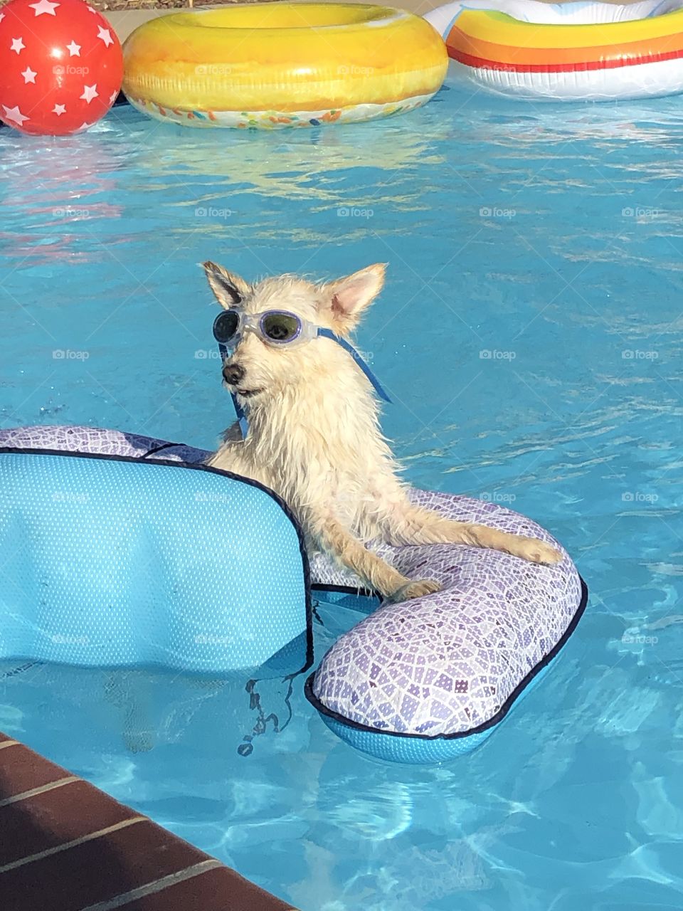 A cute and adorable puppy dog wearing swimming goggles hangs out in the pool during a bbq.