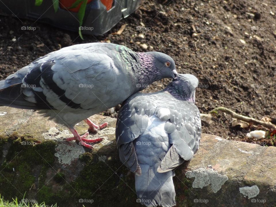 Pigeon love 