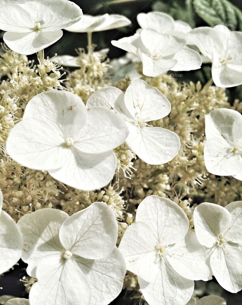 White flowers