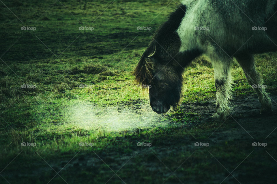 Sneezing horse