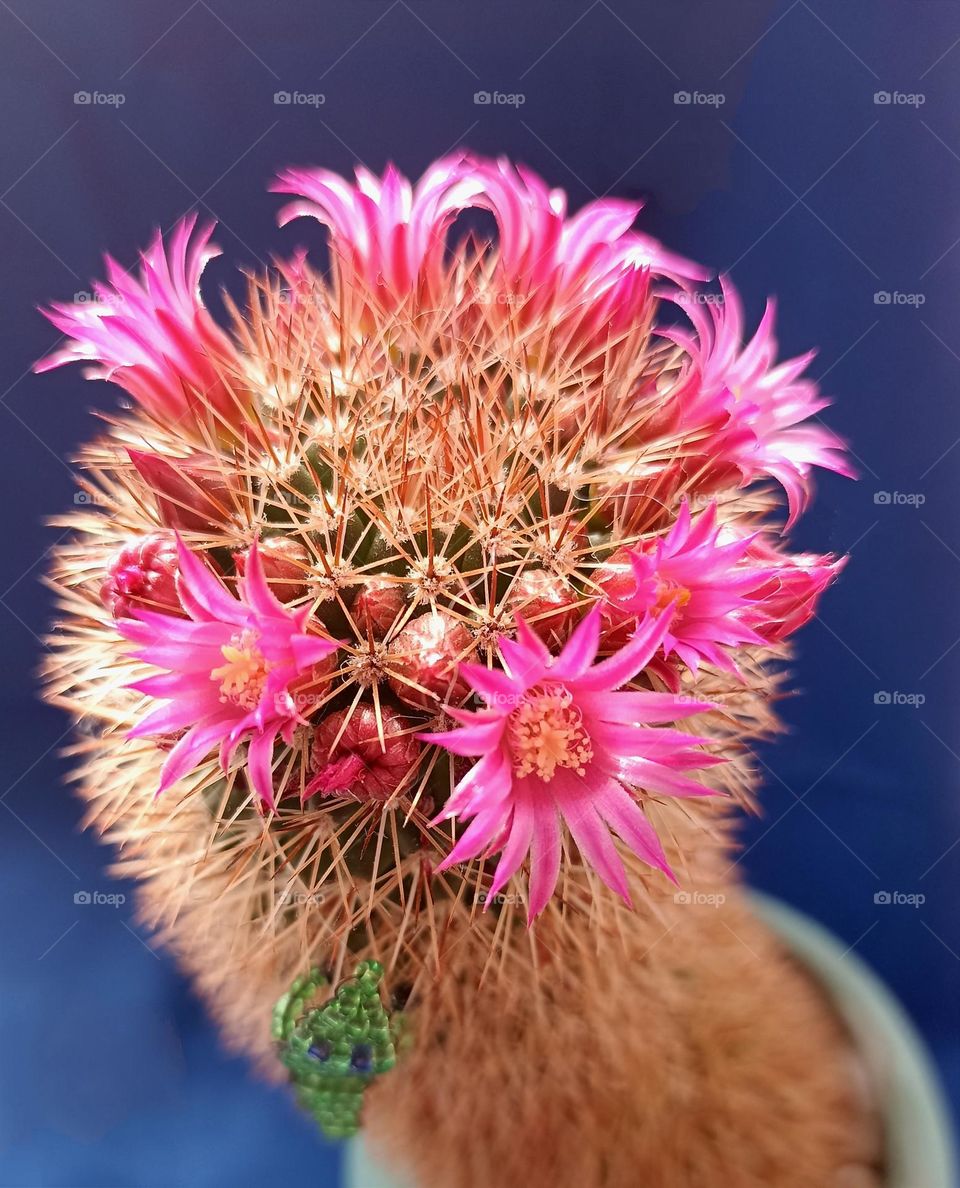 blooming cactus flowers mobile photography