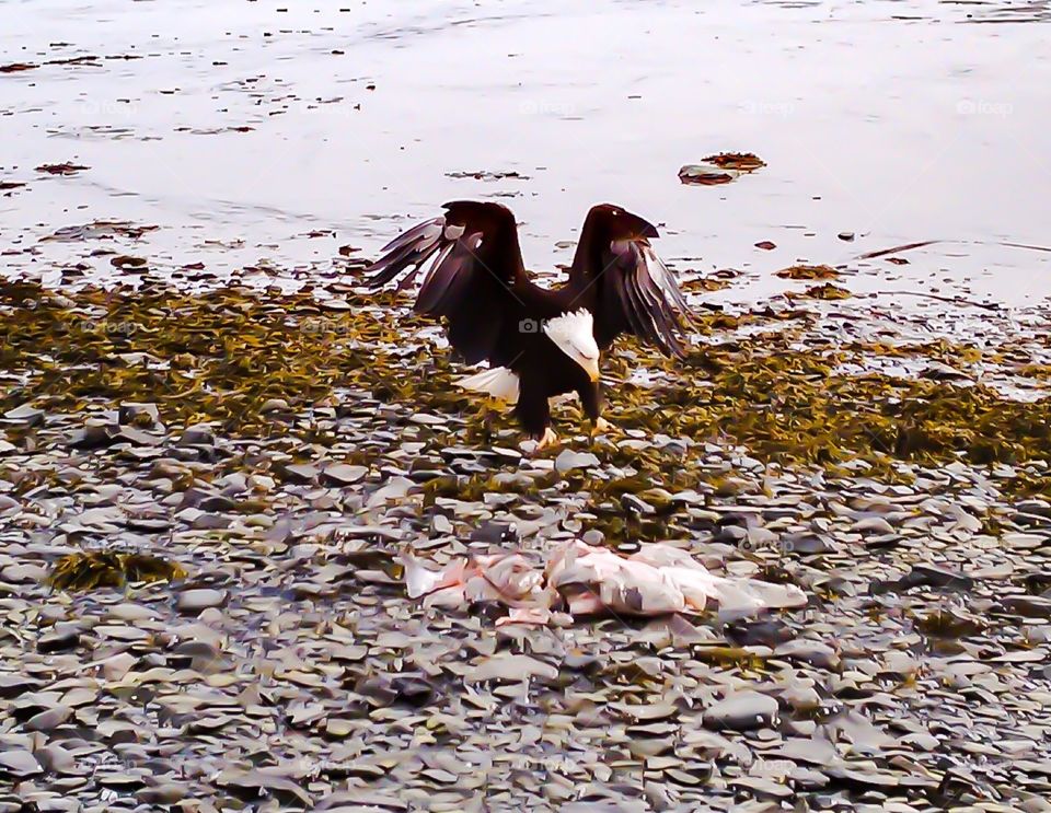 Bald Eagle. Dinner time!!!!