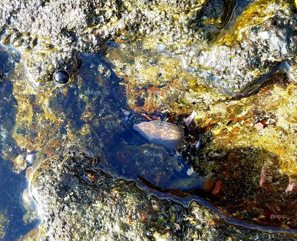 Crab hiding in a small tide pool in the Las rocks near the coastline on The Big Island of Hawaii
