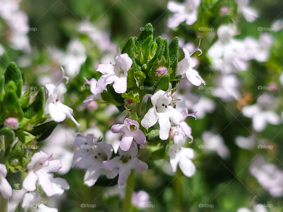 The beauty of thyme!