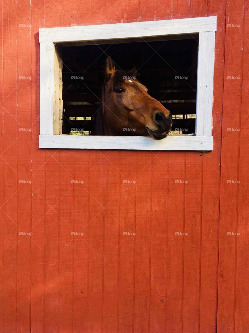 Horse checking out the scenery through his rectangle window in the woods of South Georgia. 