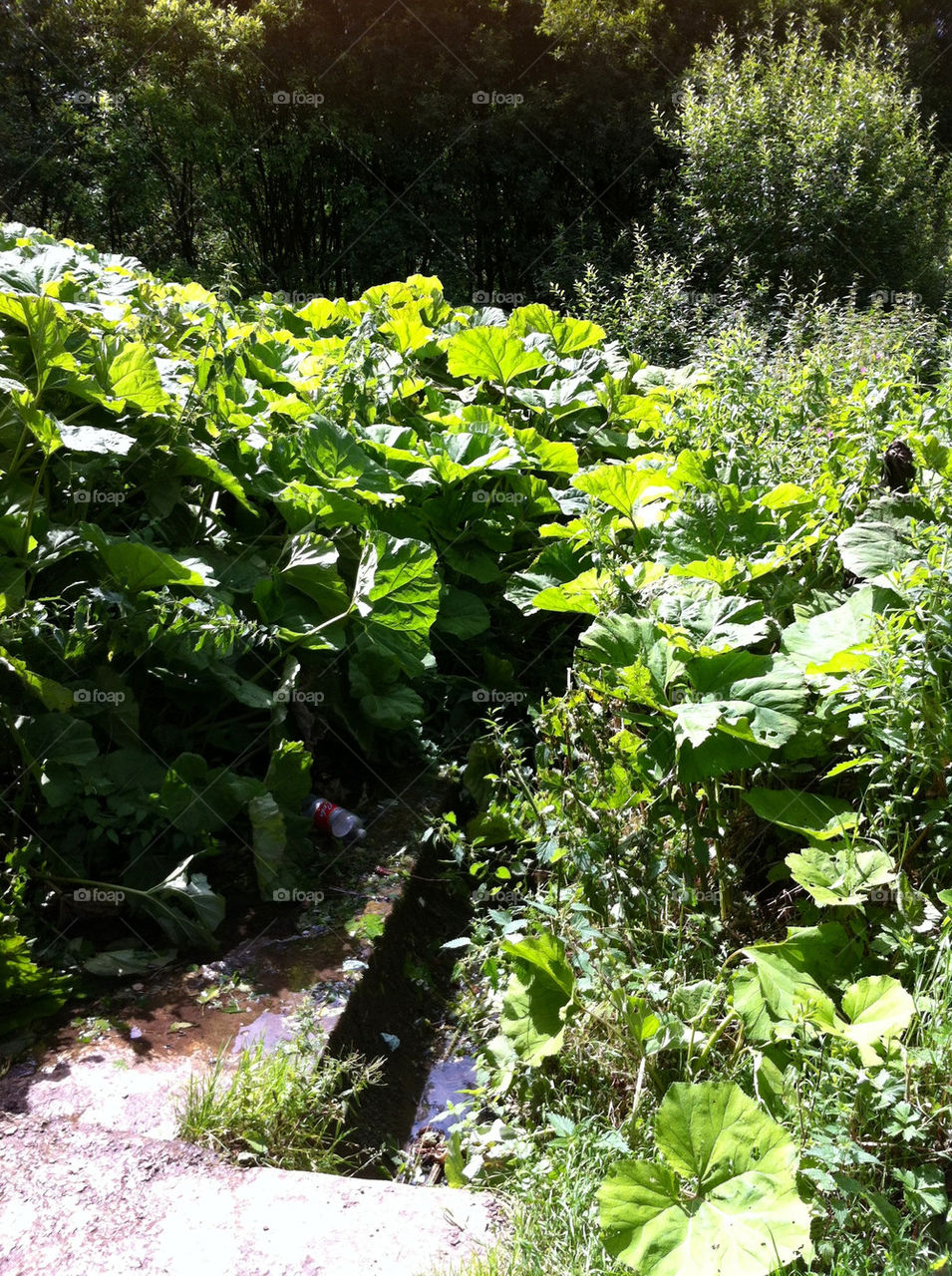 spring plants nature woodland by binkyboo