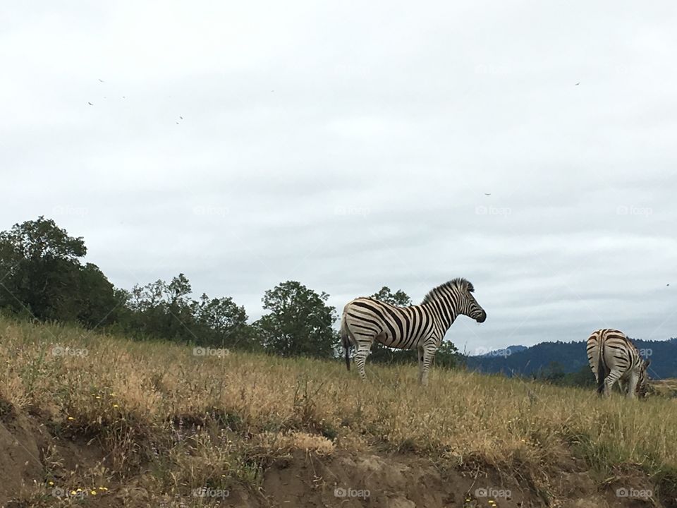 Zebra at the wildlife safari 