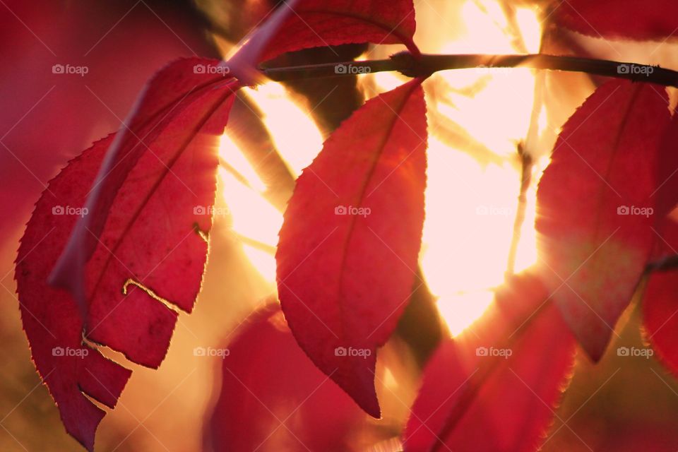 Autumn Golden Hour - It’s Autumn Time Mission