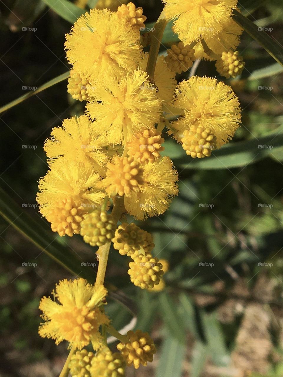 Mimosa flower in macro