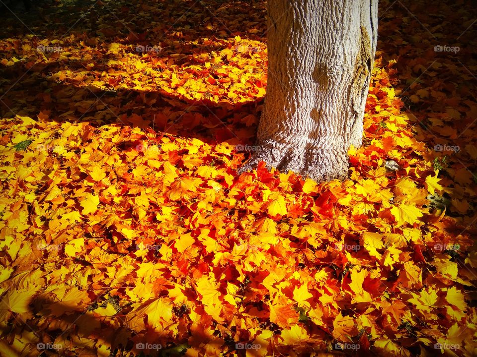 городская золотая осень