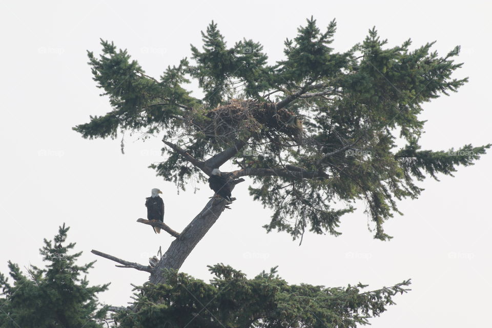 Bald Eagle in Tree