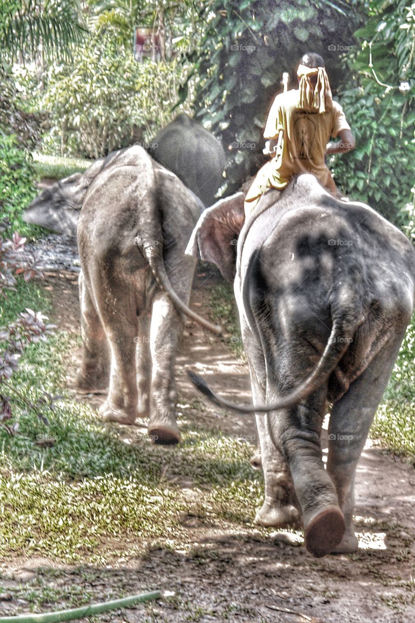 Follow the leader . Working elephants return to camp 