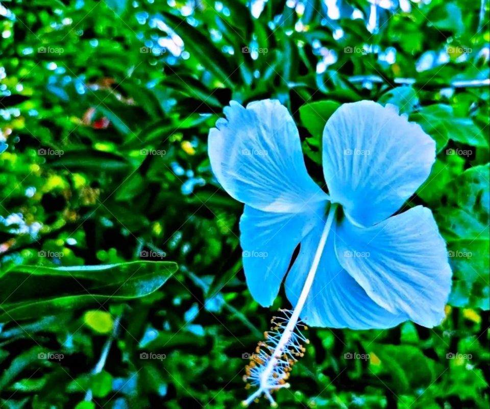 beautiful and attractive flowers in the garden.