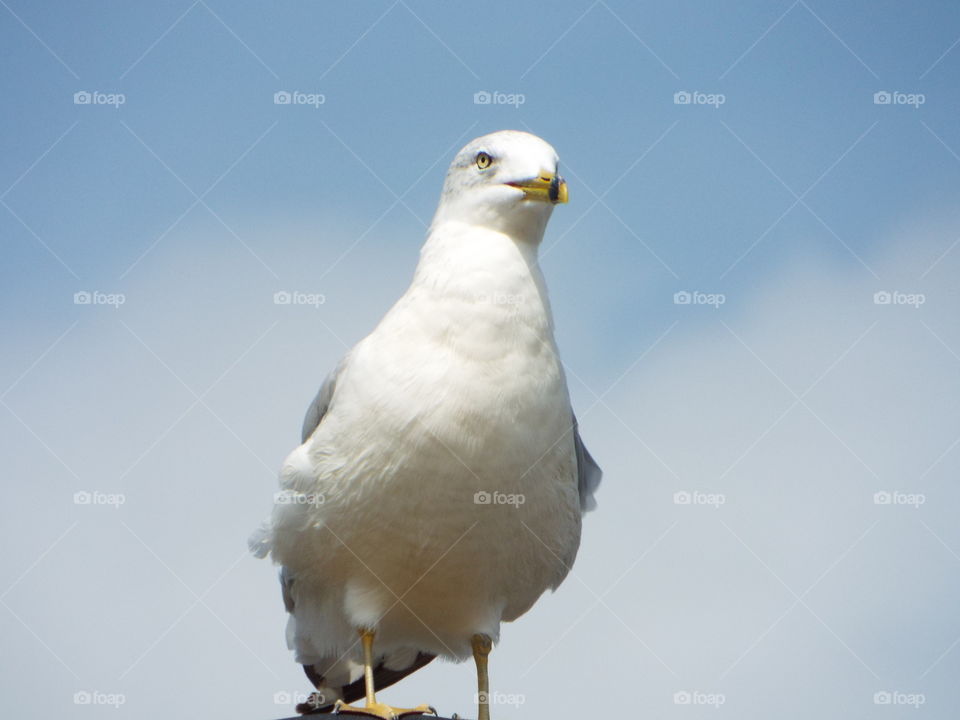 seagull