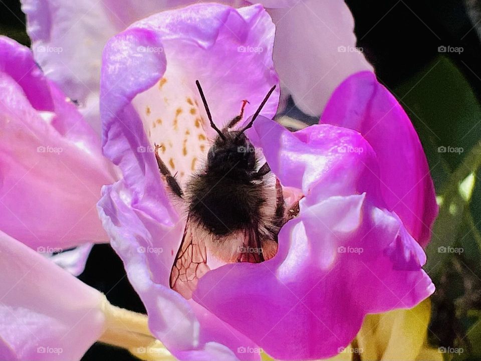 Bee