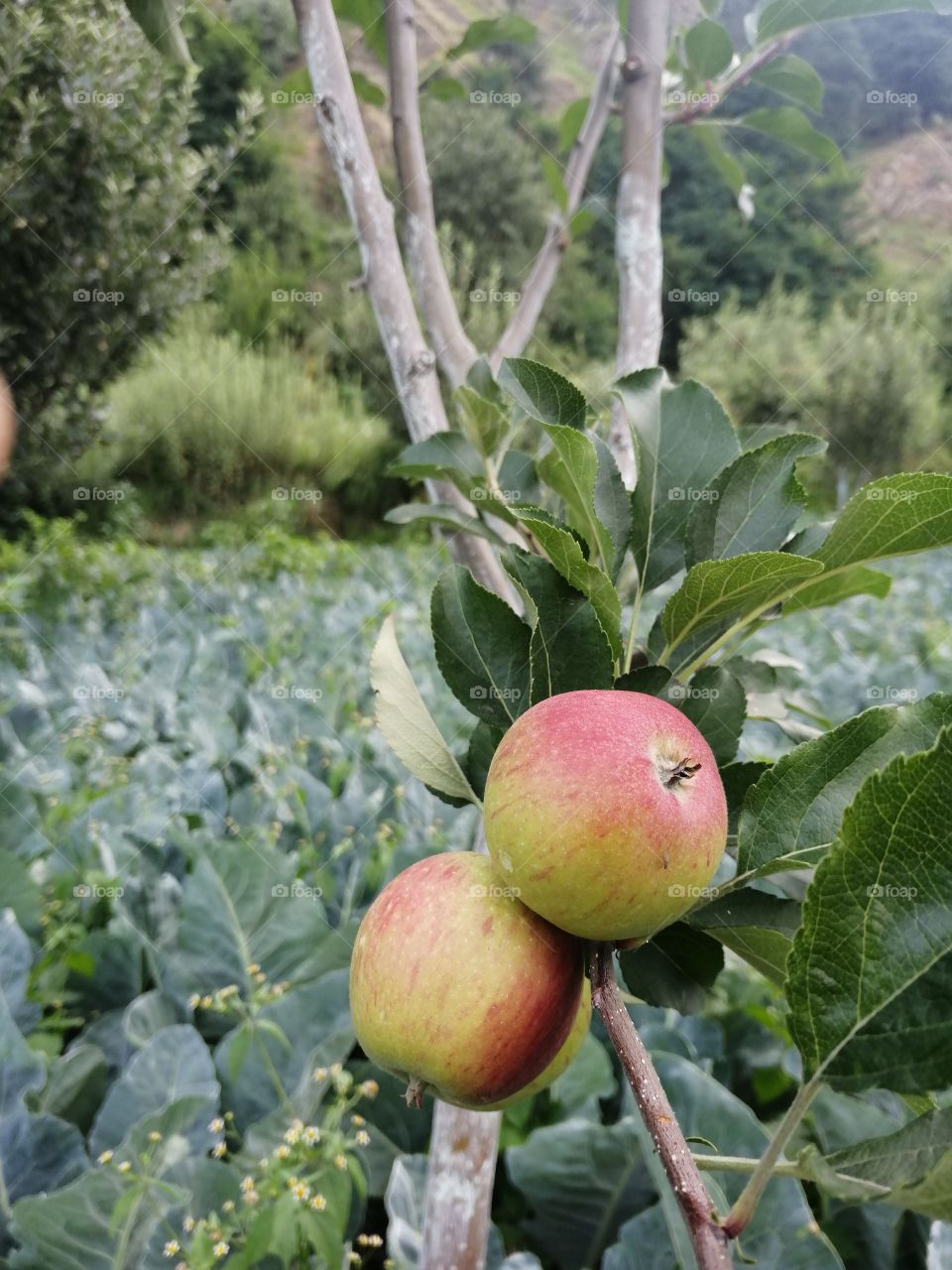 Colourful Apples hanging on  branch.