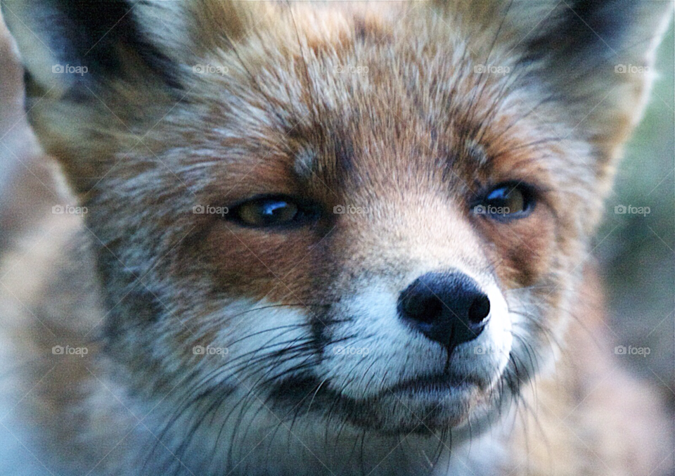 The fox. Right after sunset I came across this fox in the dunes. Then it smelled something...