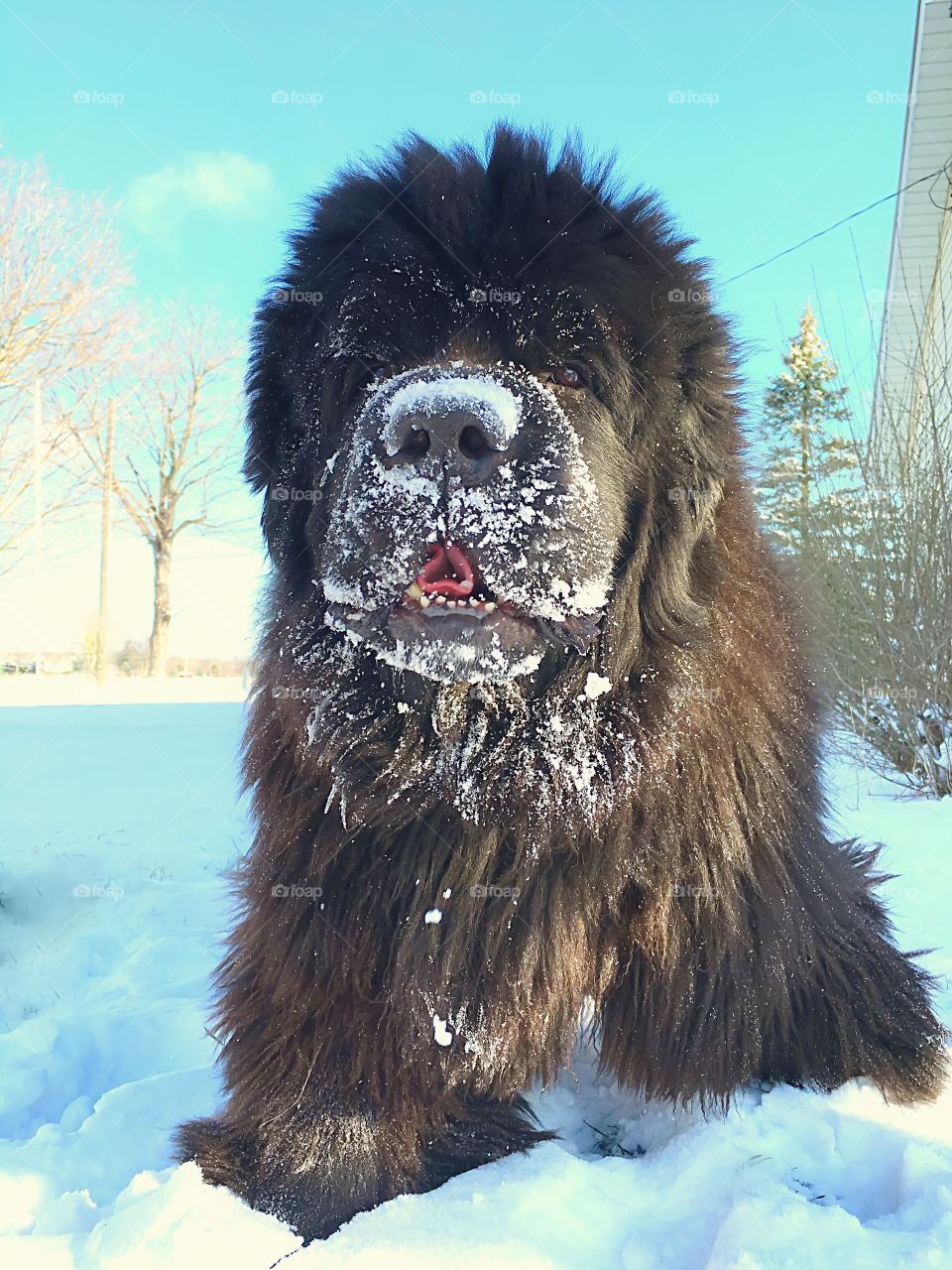 Snowy Newfoundland Dog.  