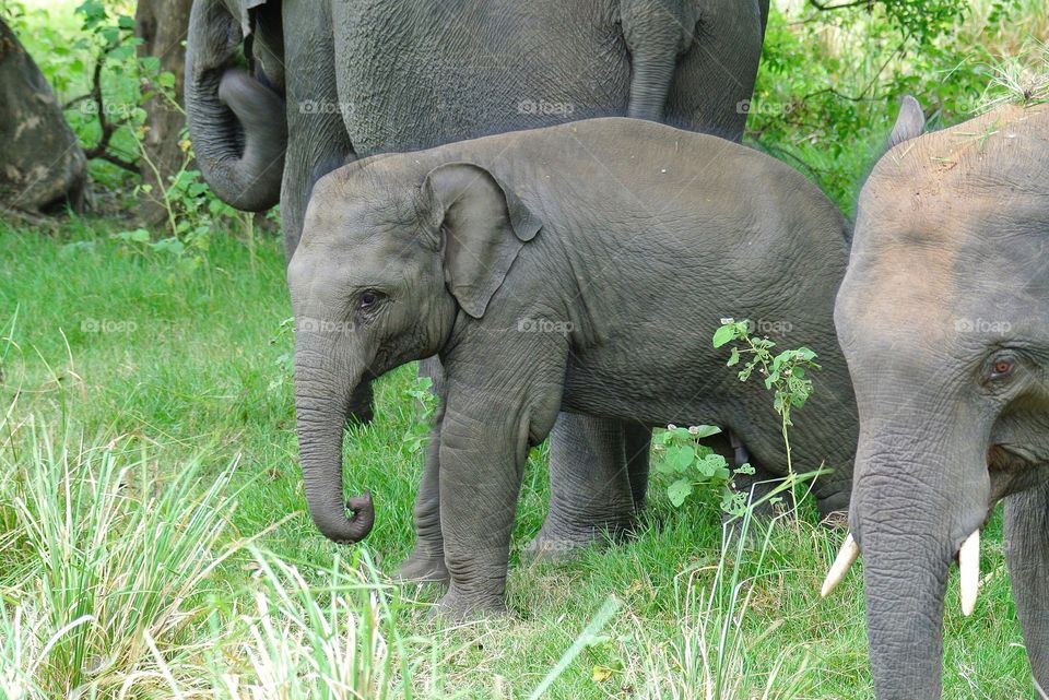 The cutest baby elephant, guarded by the mother. Must see place in Sri Lanka if you are an elephant lover. If you take a tour in the evening, you will definitely see many many elephants - June/July will be great as it is dry and many are out - And also the mating season. #minneriyanationalpark #minneriya #no_emptiness. 🐘
