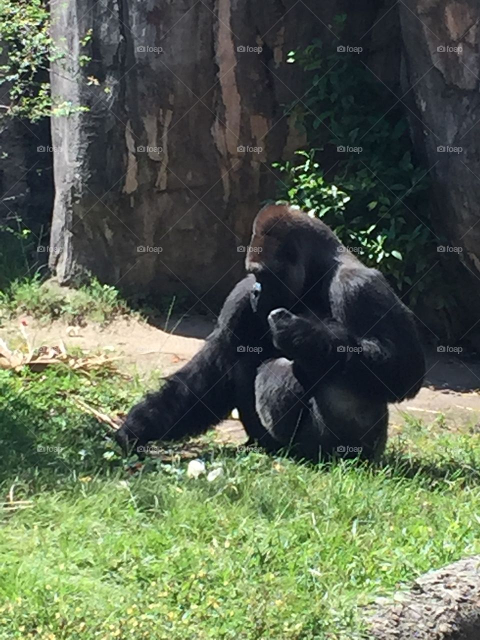 Gorilla 
